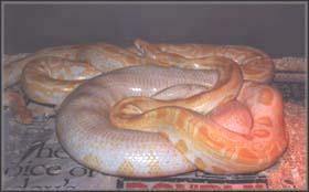 Albino Burmese Pythons