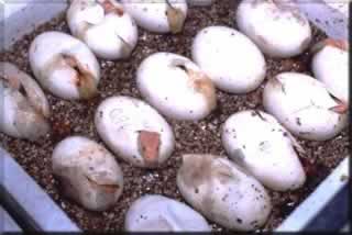 Albino Burmese Pythons eggs