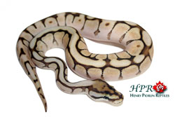 ButterBees _ Henry Piorun Reptiles