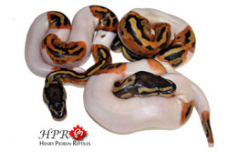 Pied Ball Pythons - Henry Piorun Reptiles