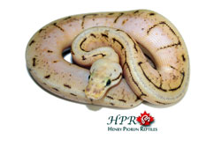 Spinner Blast - Henry Piorun Reptiles