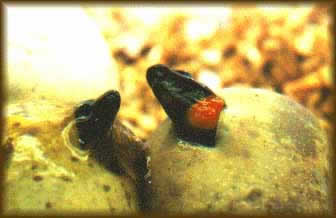 ring3