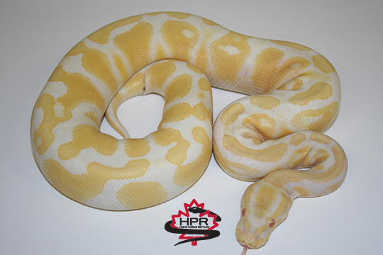 Currently available - Henry Piorun Reptiles